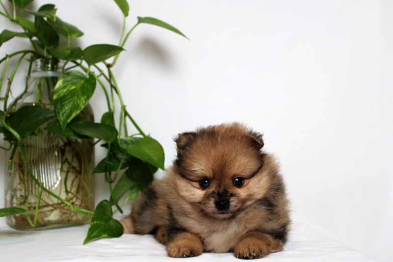 puppy, for, sale, Pomeranian, Matthew B. Stoltzfus, dog, breeder, Gap, PA, dog-breeder, puppy-for-sale, forsale, nearby, find, puppyfind, locator, puppylocator, aca